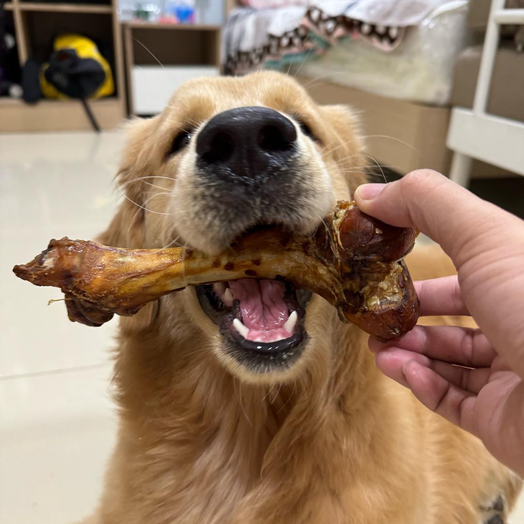 汪汪队特邀嘉宾