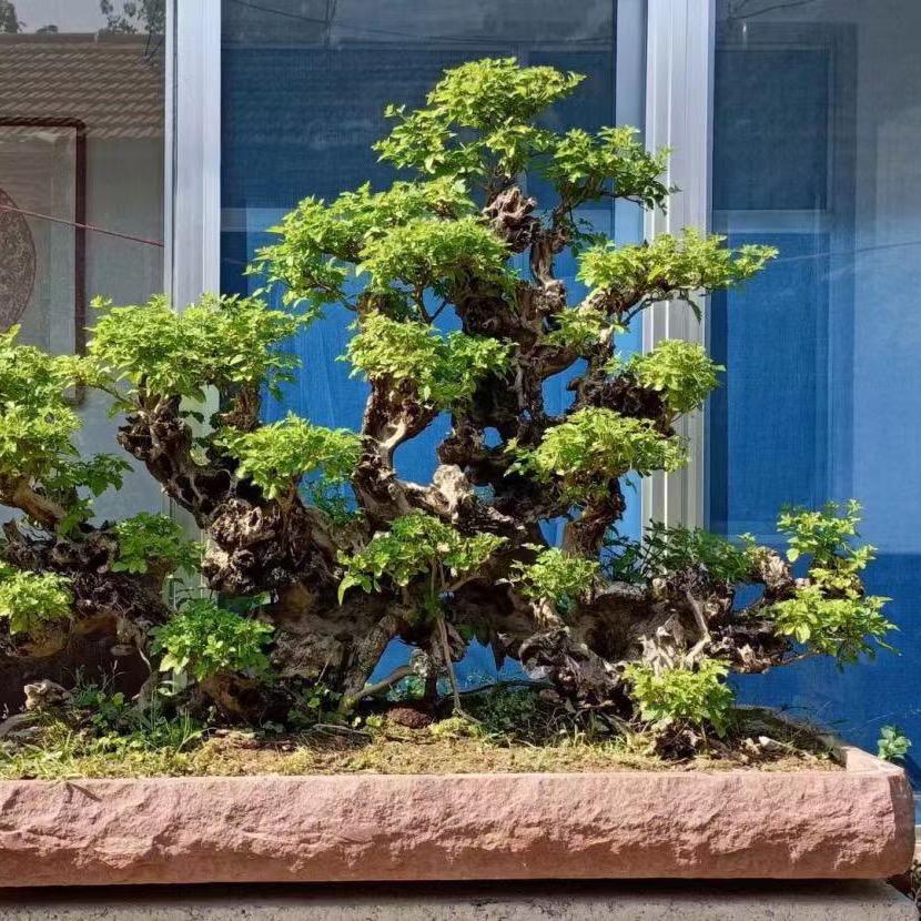 浙里绿植馆
