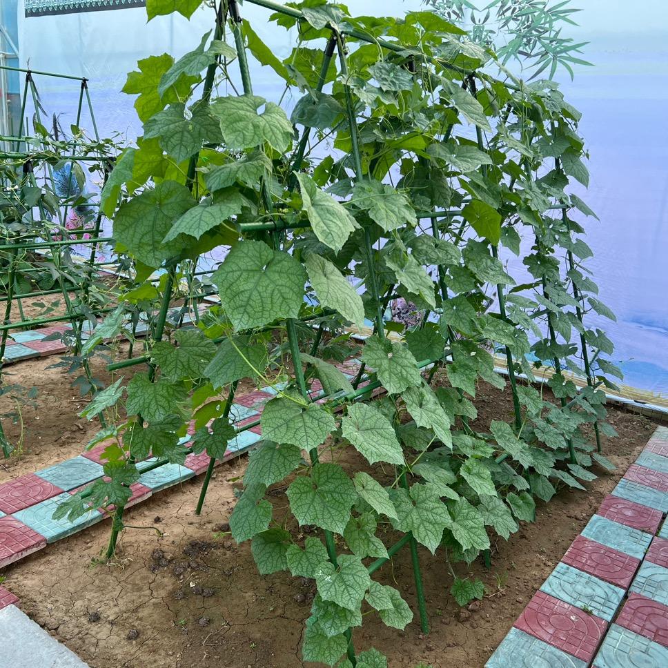 绿之佩花卉园艺支架