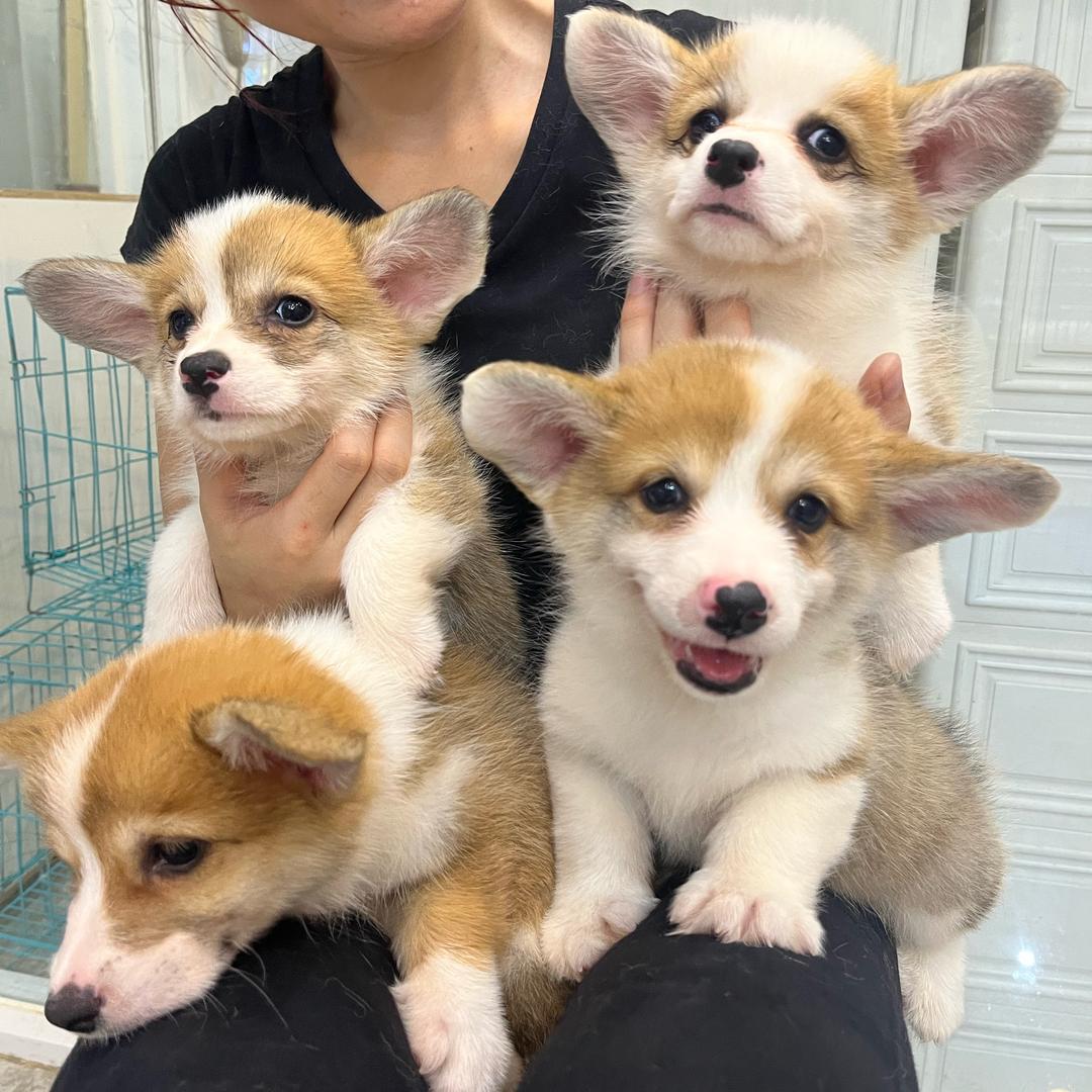 开宠物店的两姐妹