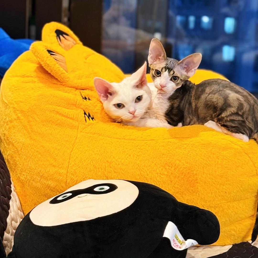Rainbow是只德文🐱