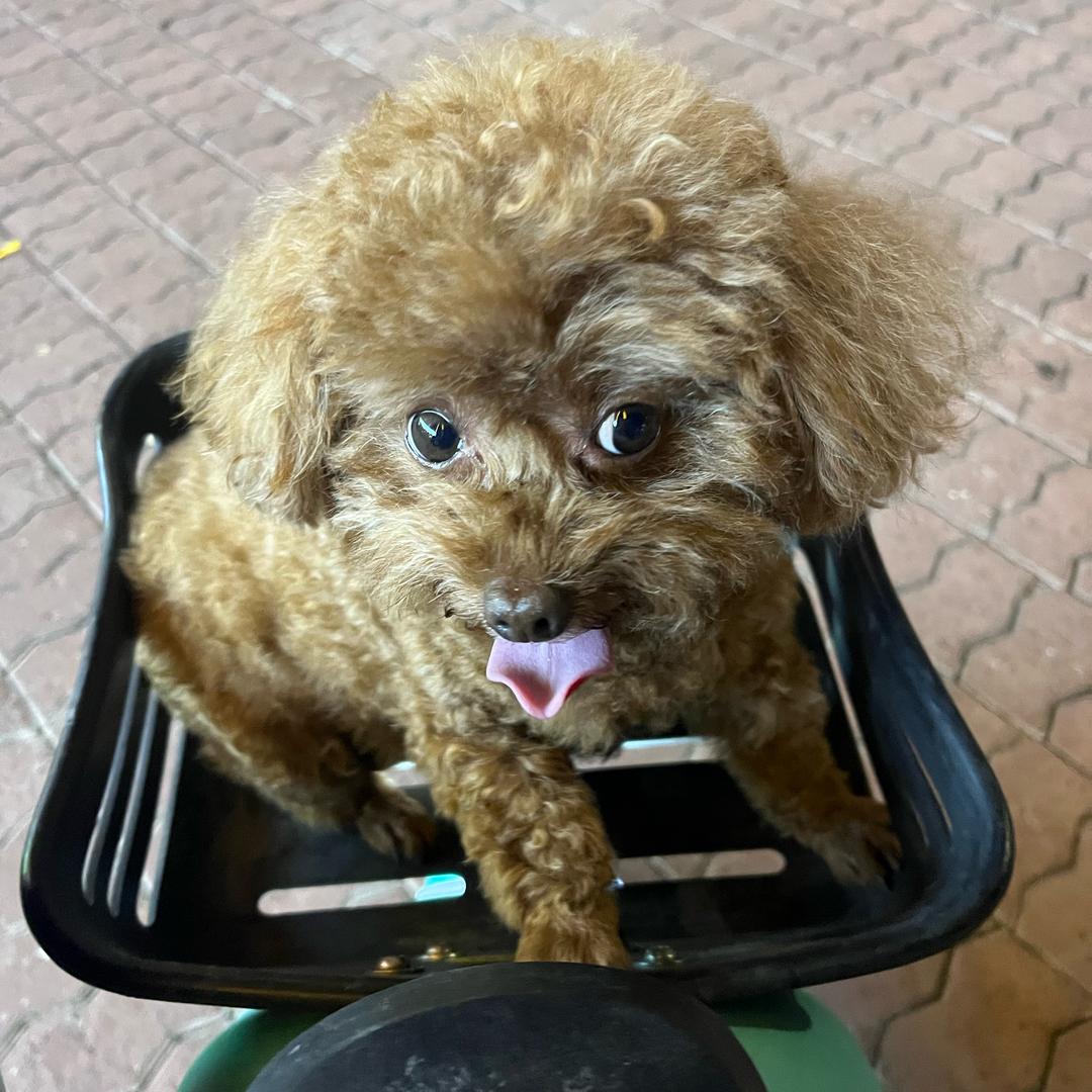 Qin芹