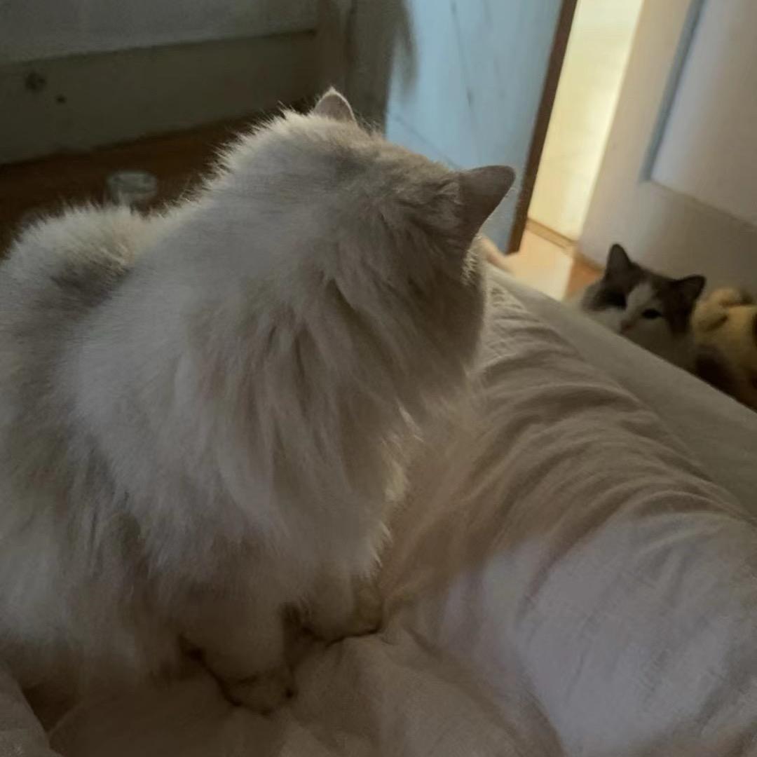 财神爷的心头宝（武汉5.5尾场爽飞版）