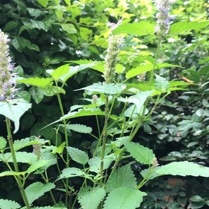 云南花卉优品店