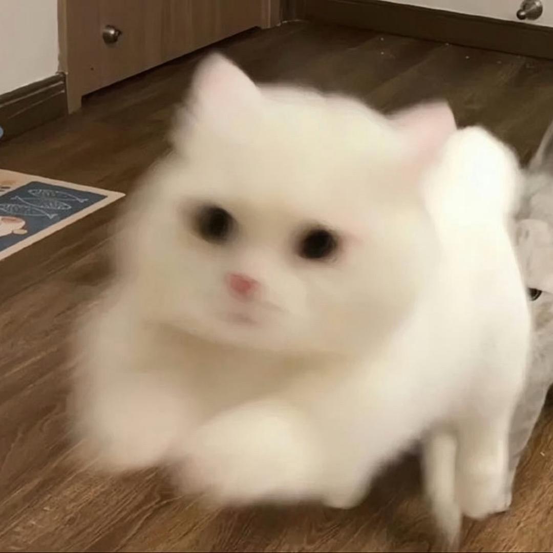 little_rabbit
