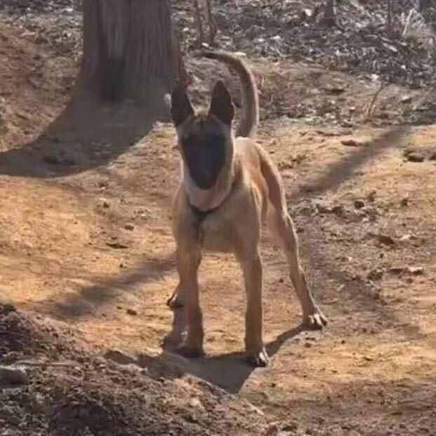马犬