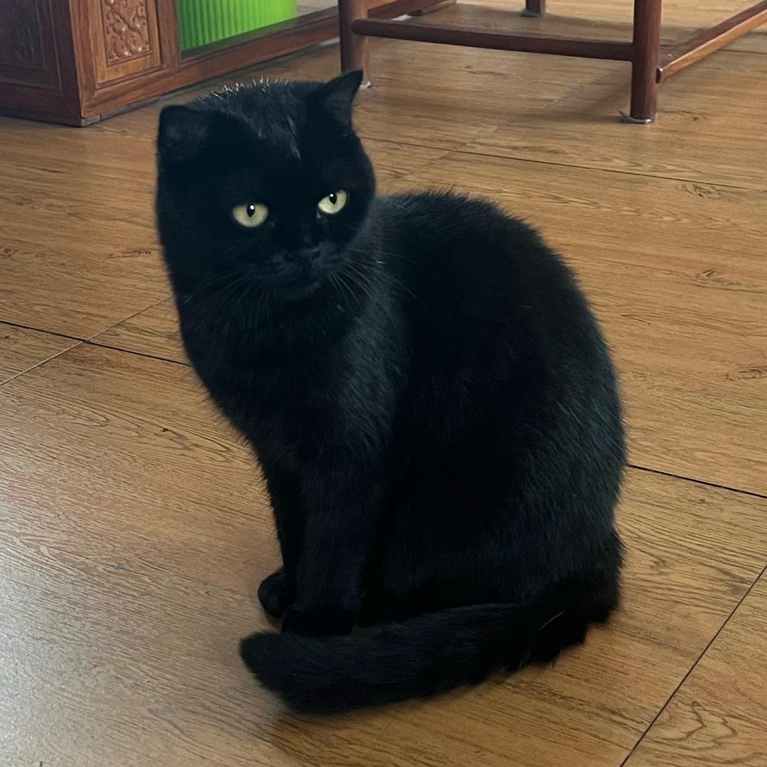 家有神兽叫小白