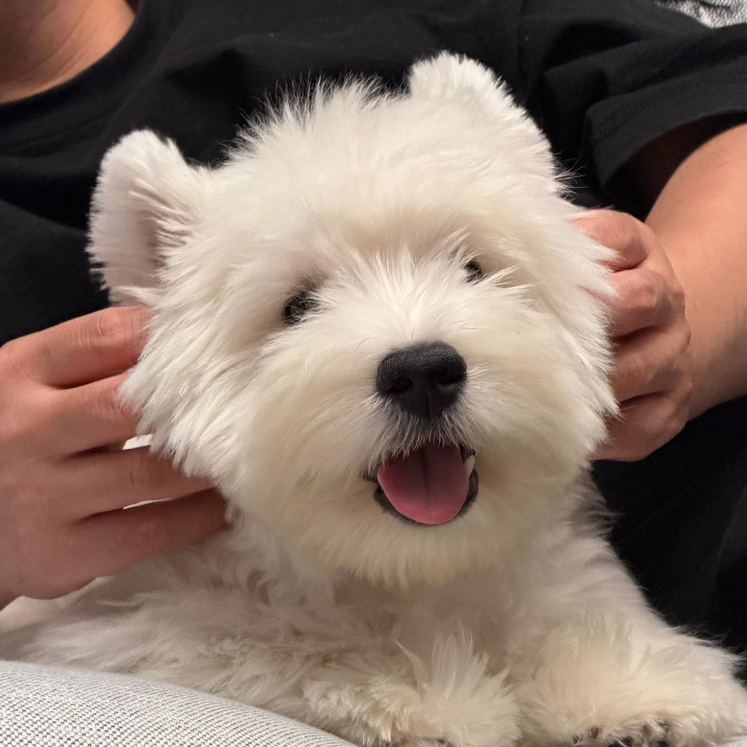 康康的幸福狗生🍉