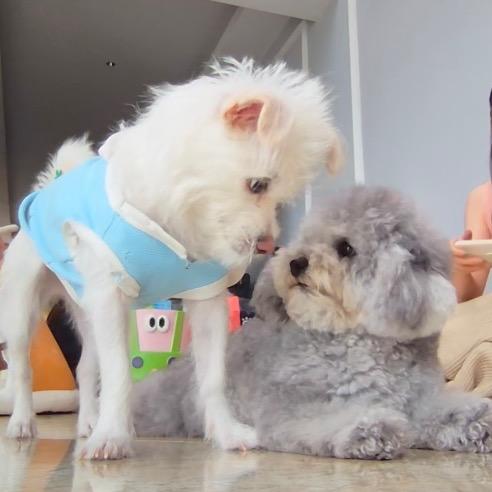 本华南萍和麻麻