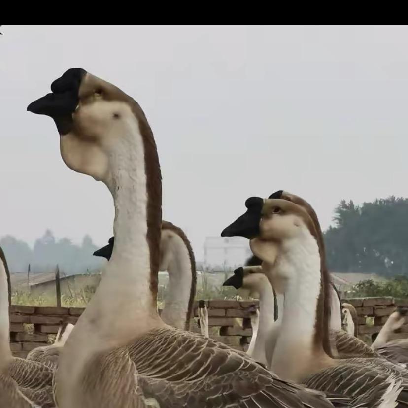 亿鑫狮头鹅养殖