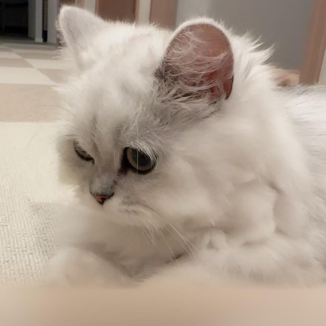 icy头像