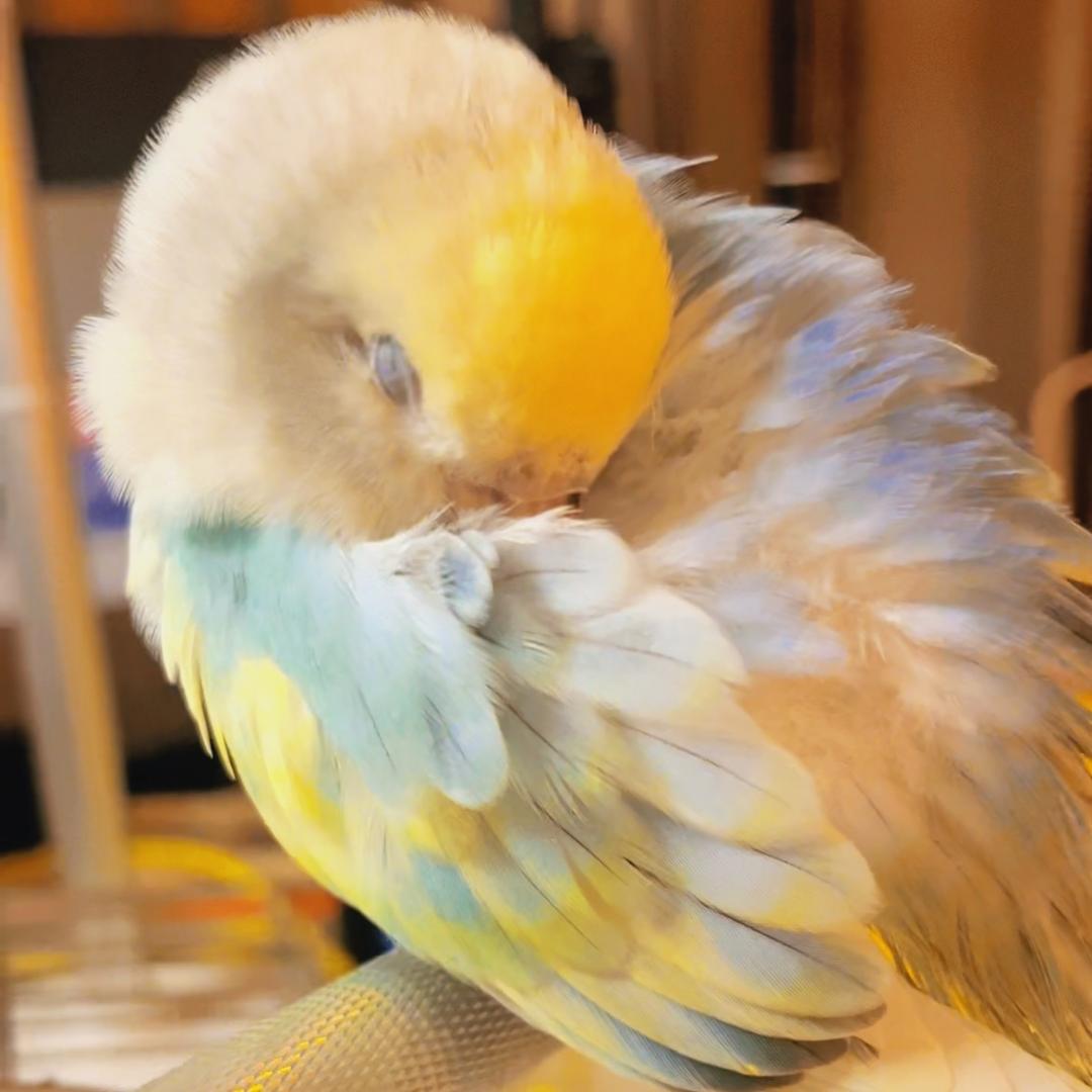 钱多金宝小鹦鹉（小号）