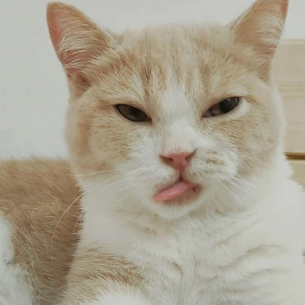 静公主👑
