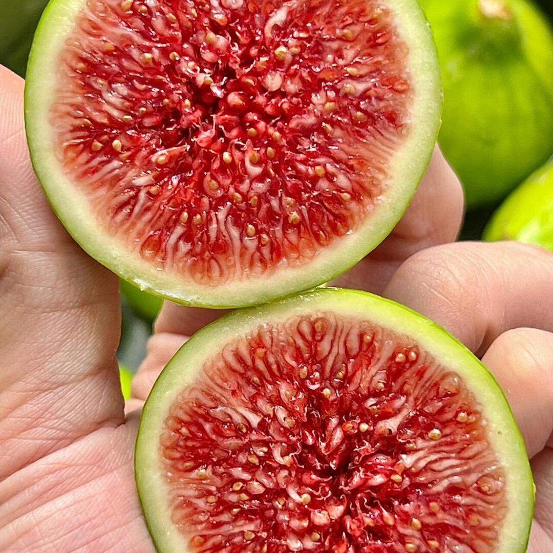 威海青皮无花果