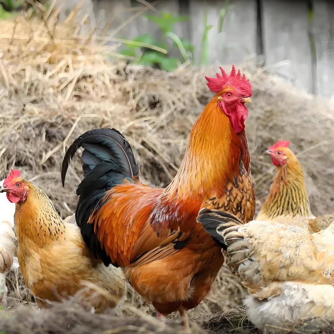 云南阿水农家土鸡