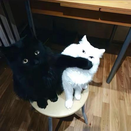 布导
