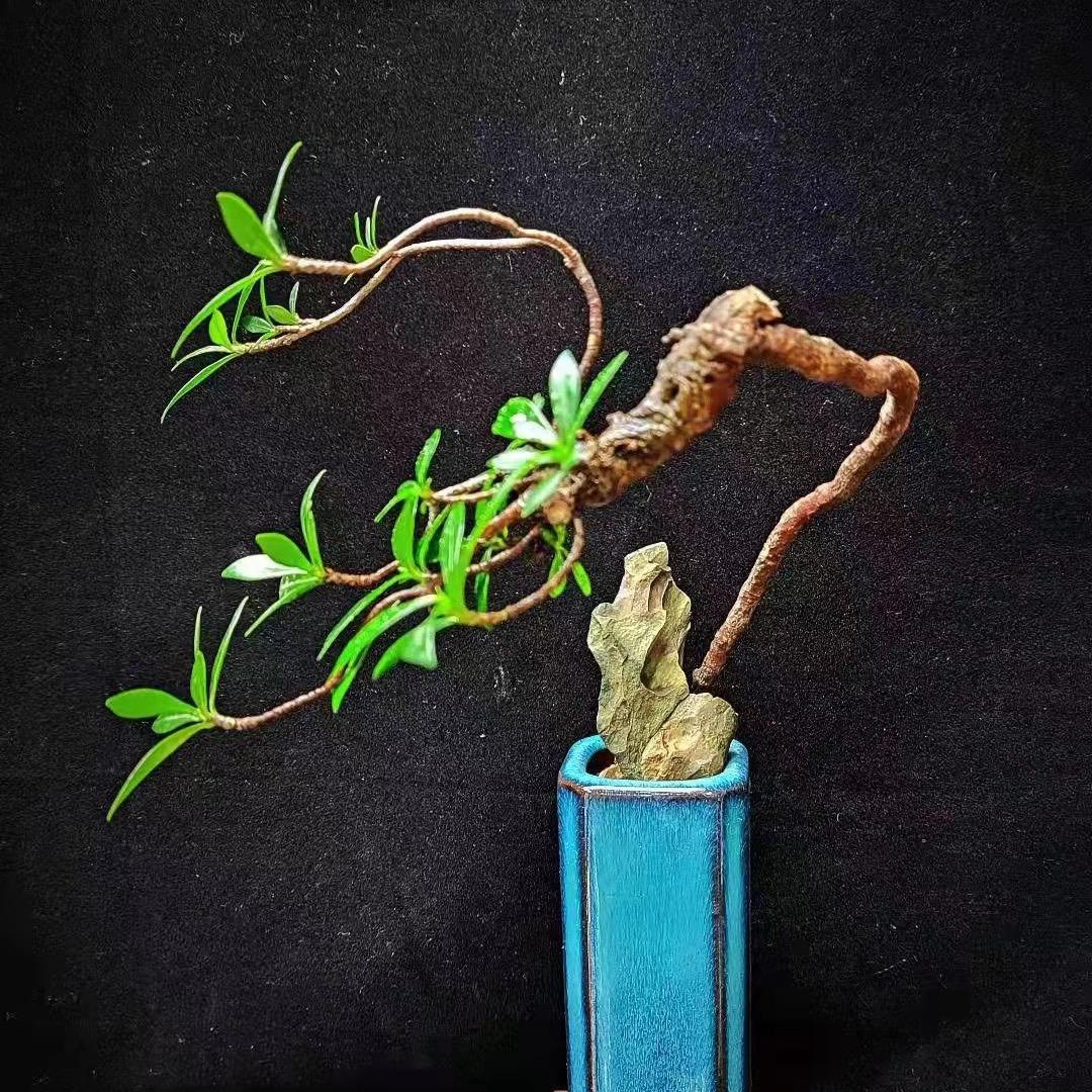 胖丫丫的小花园