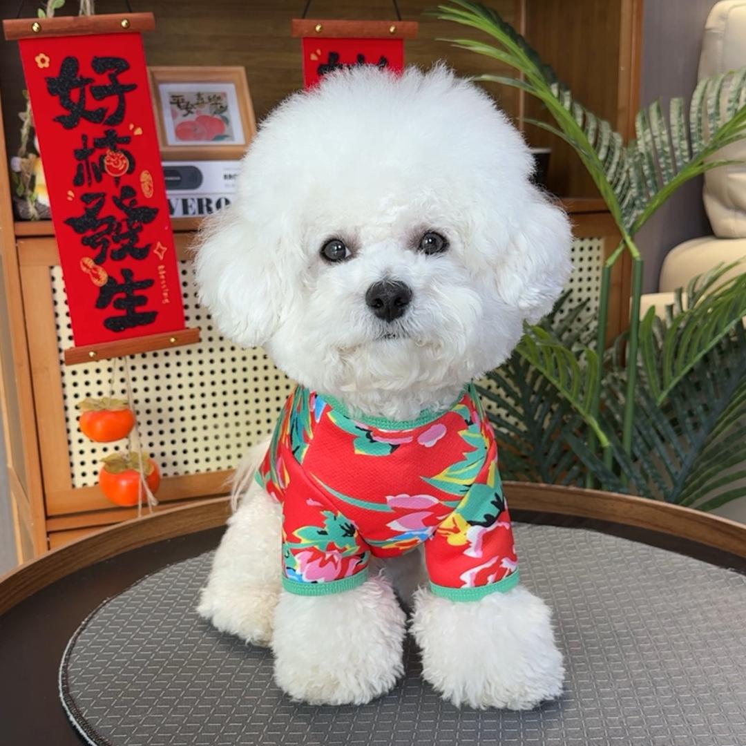 七仔是只比熊🐶