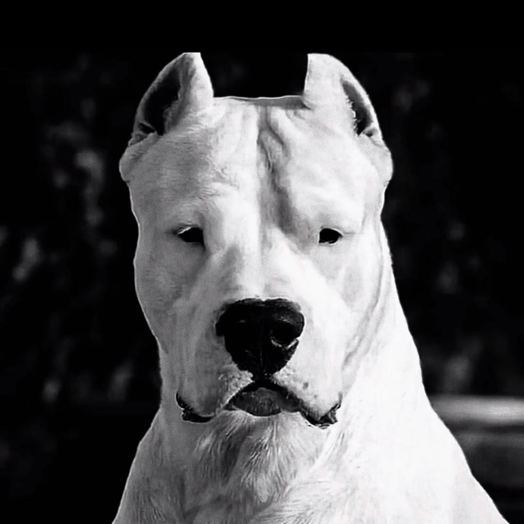 皖k杜高 卡斯罗，恶霸犬《上门裁耳》