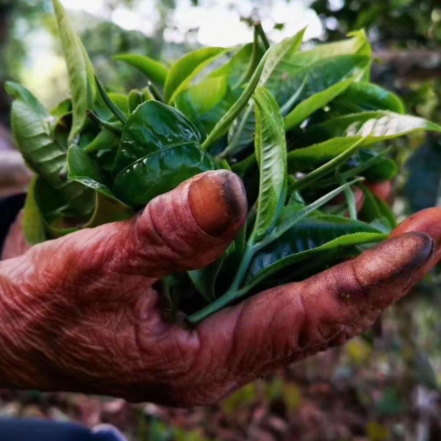 易武高山芭蕉林74號🍵·小刀🍃