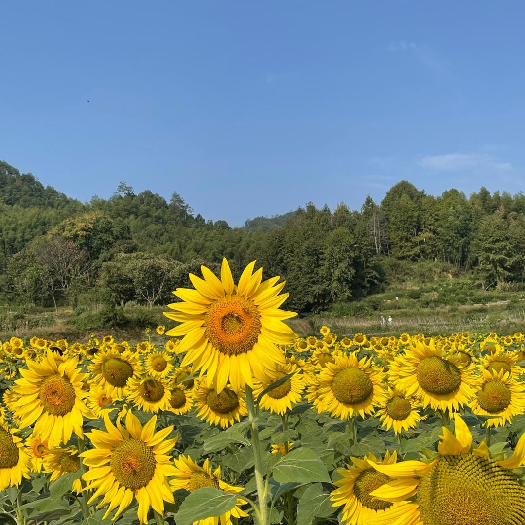 龙尾山居