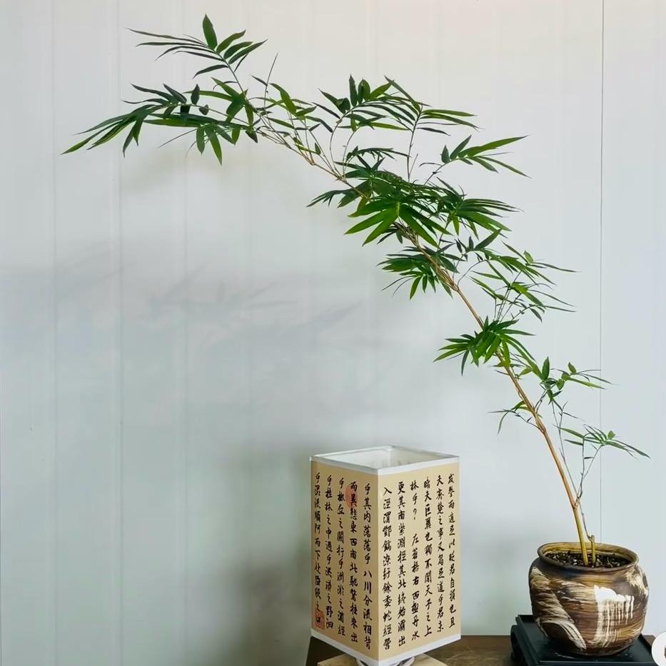 北溟竹有鱼