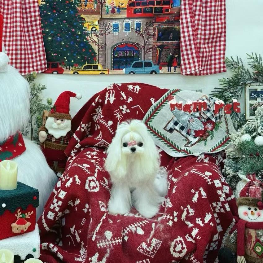 四只狗-甜美韩系比熊2️⃣号直播号