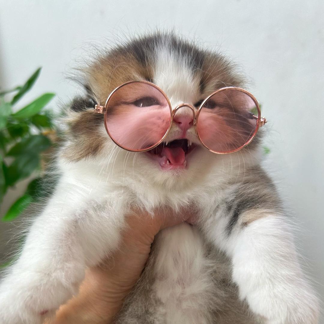 宠百趣的喵儿