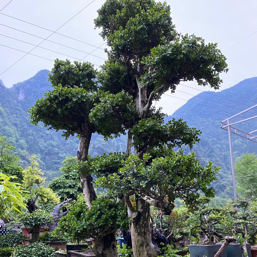 长阳怪桩园艺经营部
