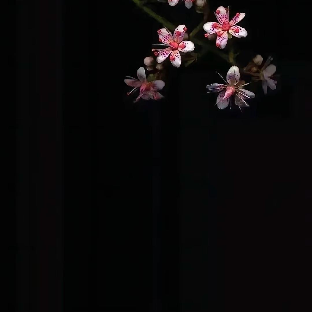 ◌◌ 芥末◌◌