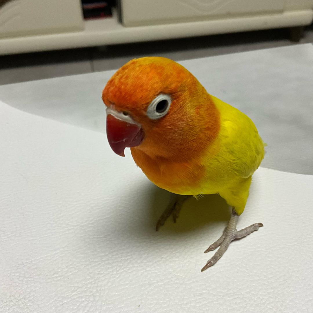 希希是鹦鹉🦜头像