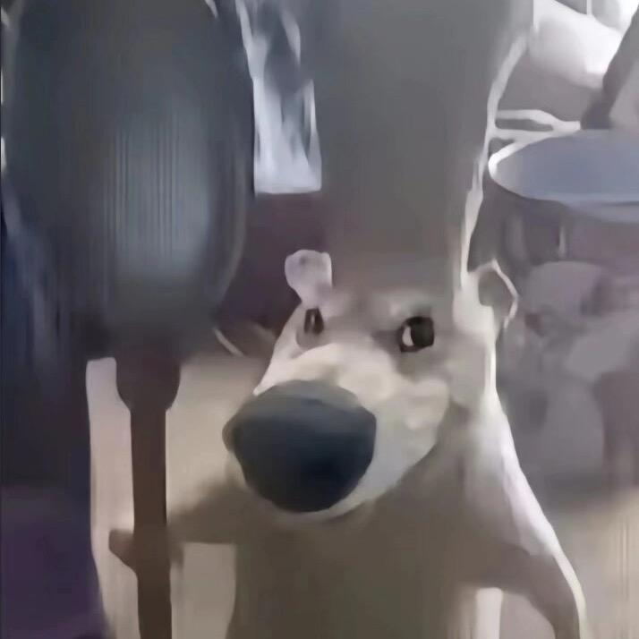 🌈年轻绝育小海獭