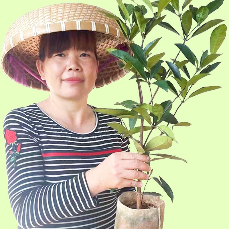 芥圃园艺旗舰店