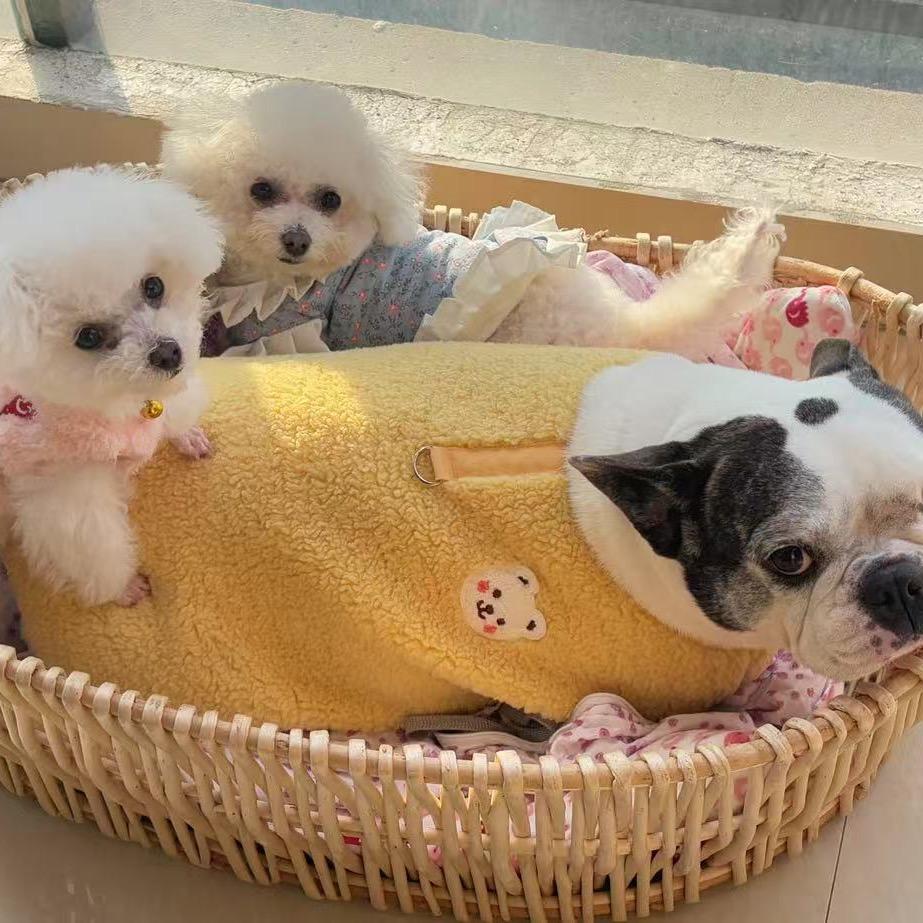 🐩🐾毛毛虫呀