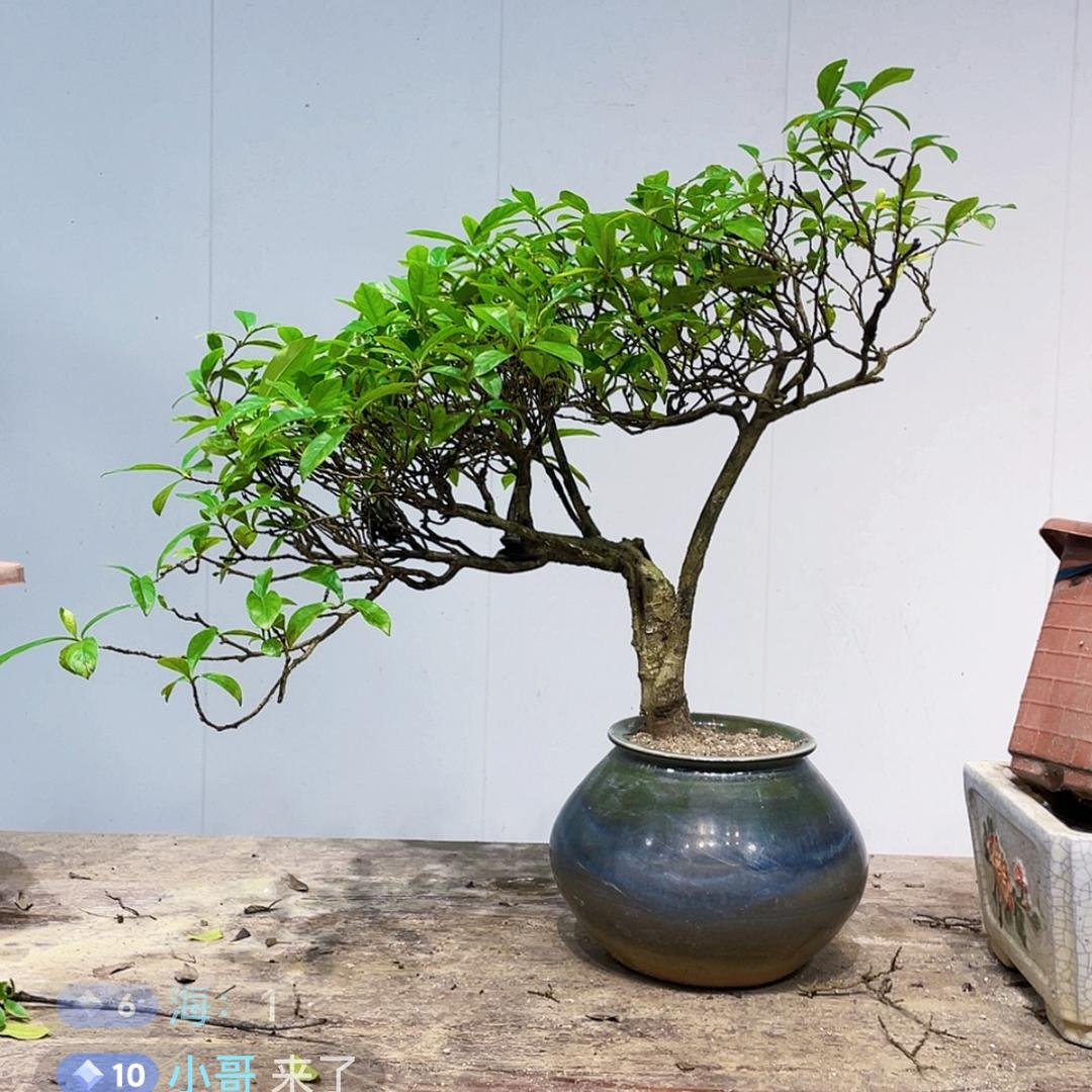 龙山花卉