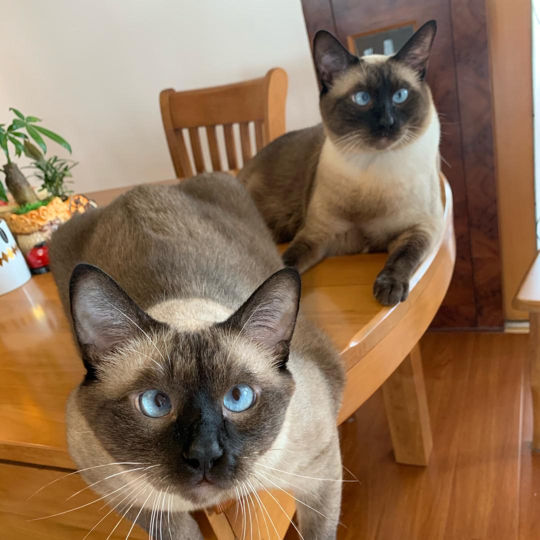 珍珠宝宝的猫😸😸
