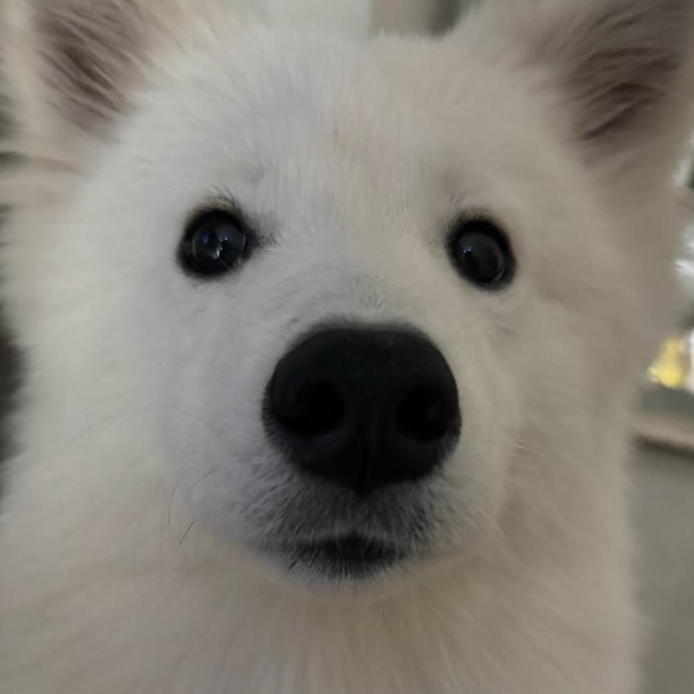PigPrince