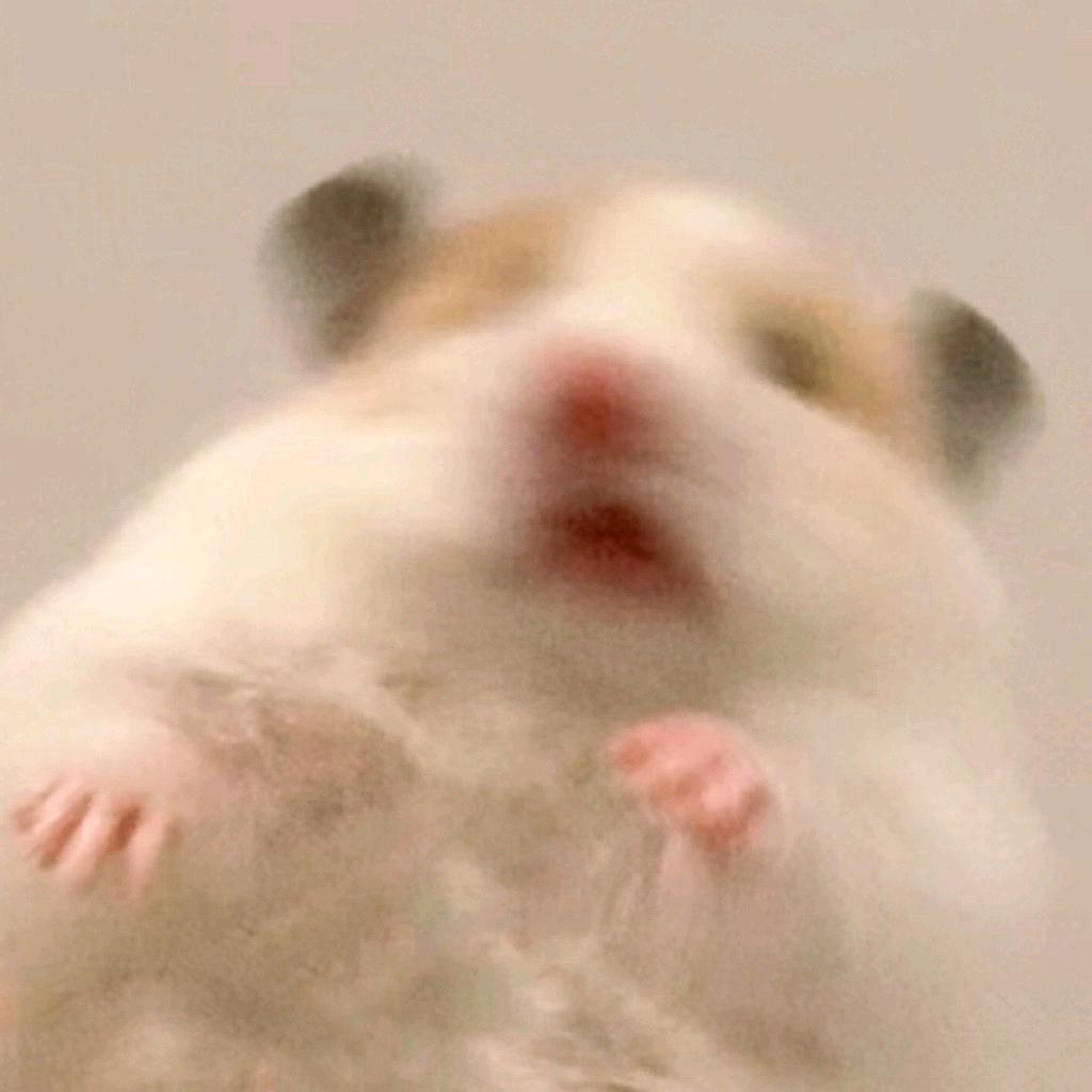 哈尼⋆☾.⋆小Q✨