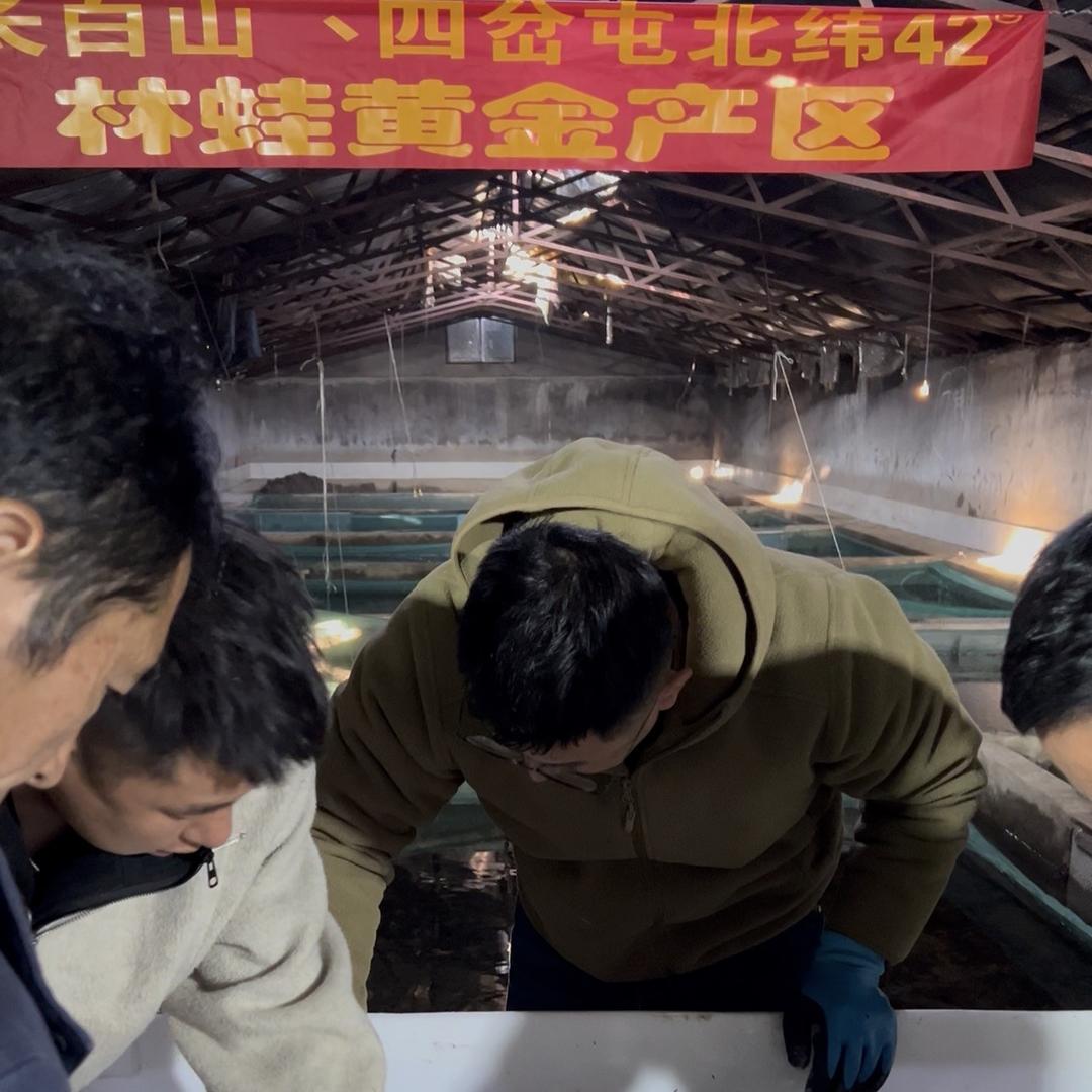 长白山林蛙刚哥