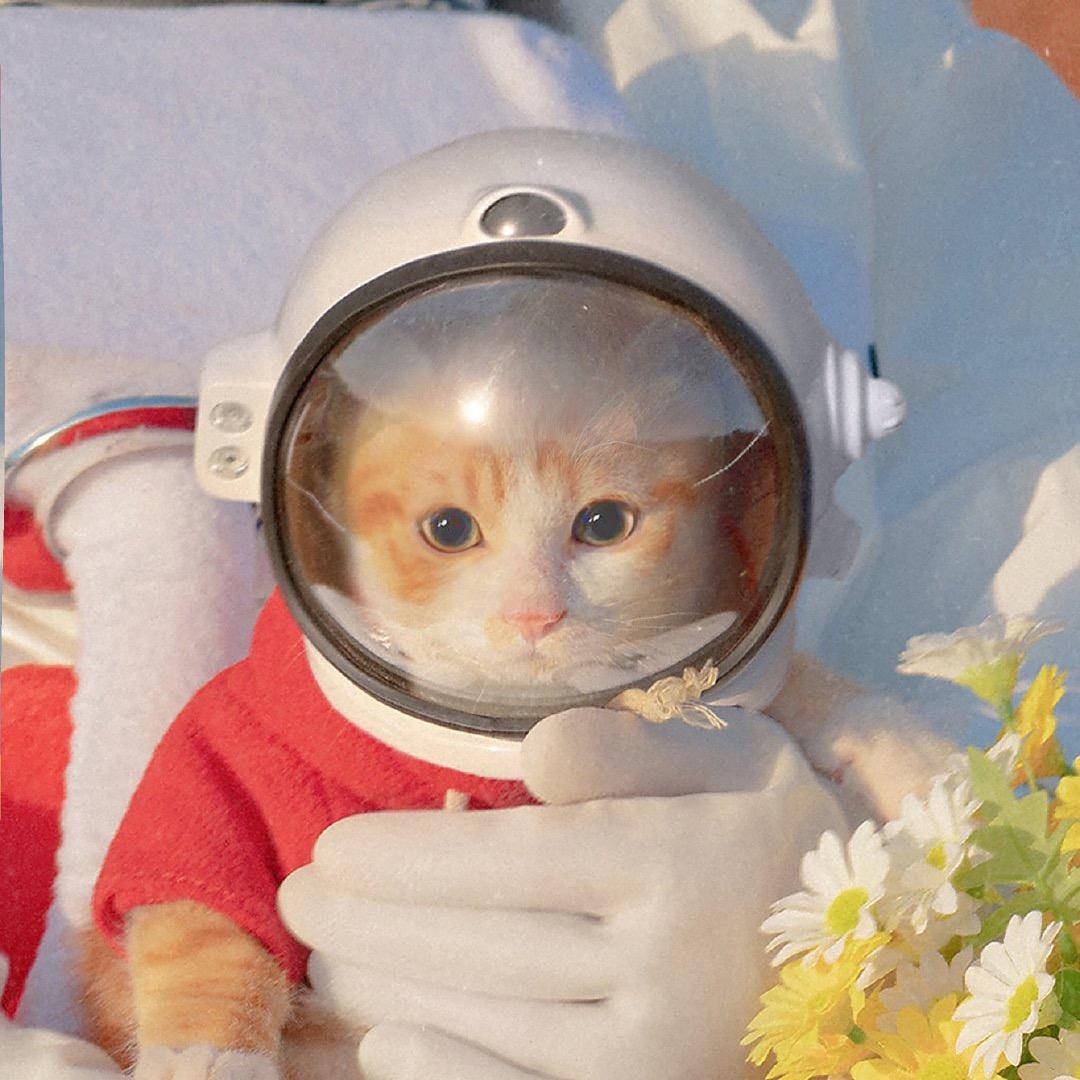 养猫宇航员