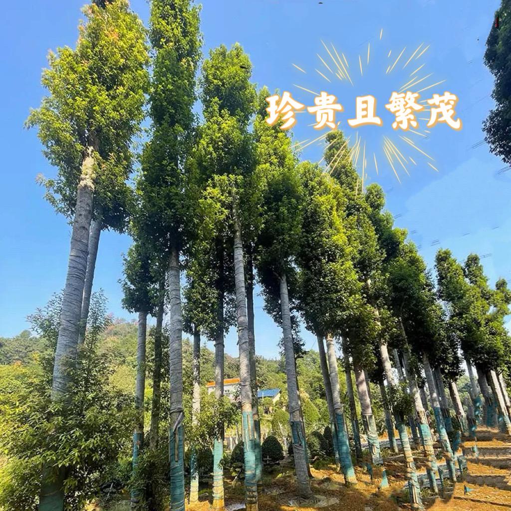 果林🍃