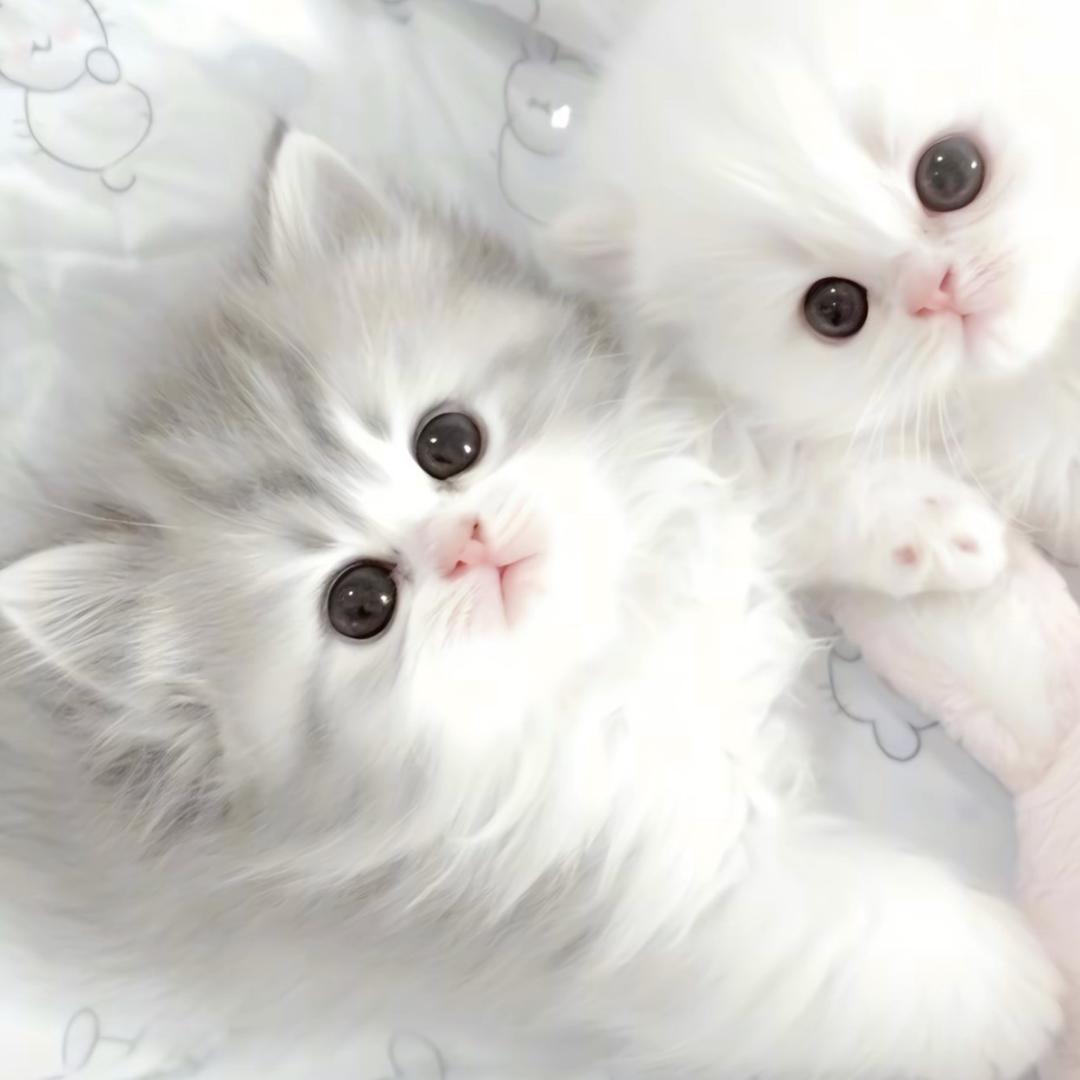 Angelamommy🐾