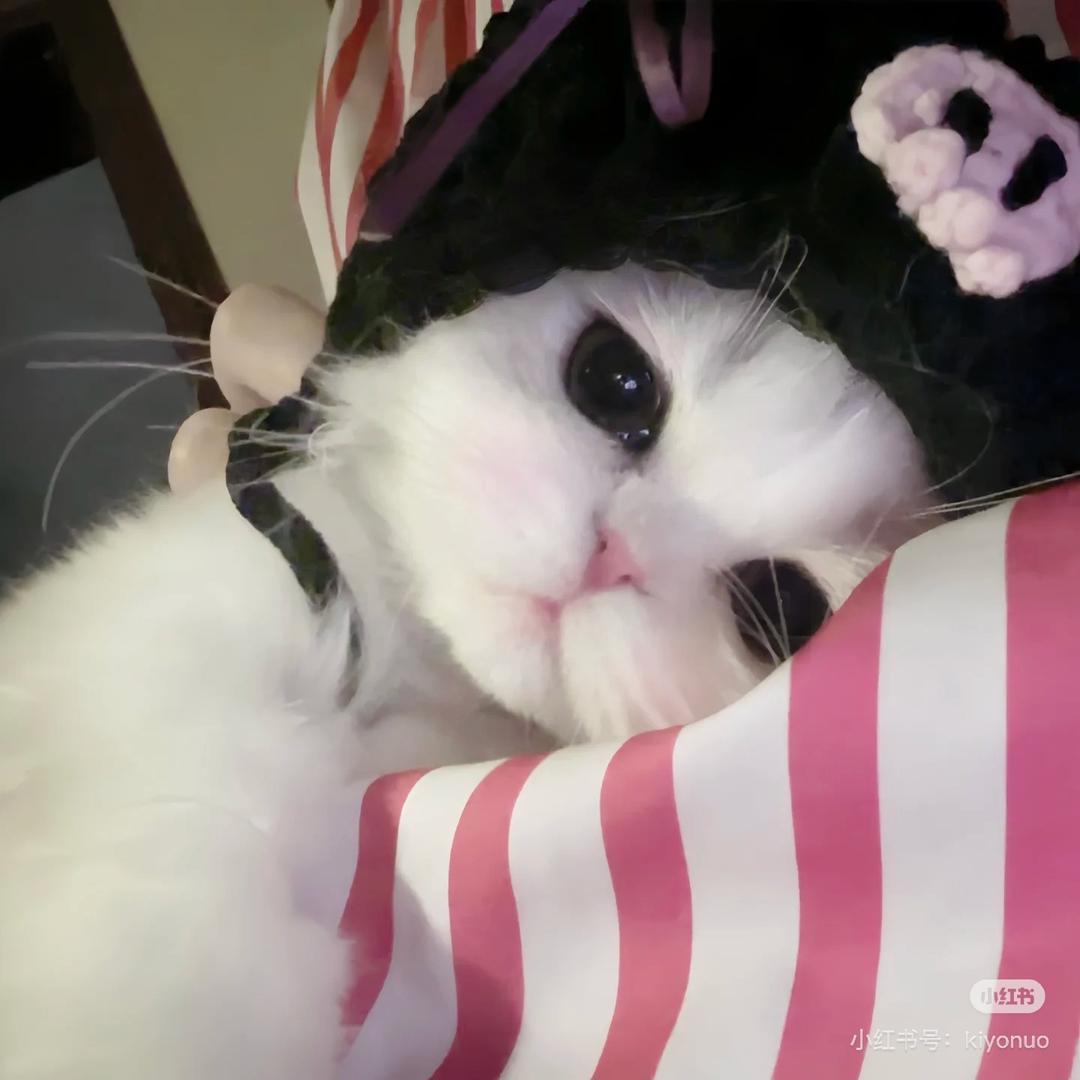 小猫爱上尼古丁W