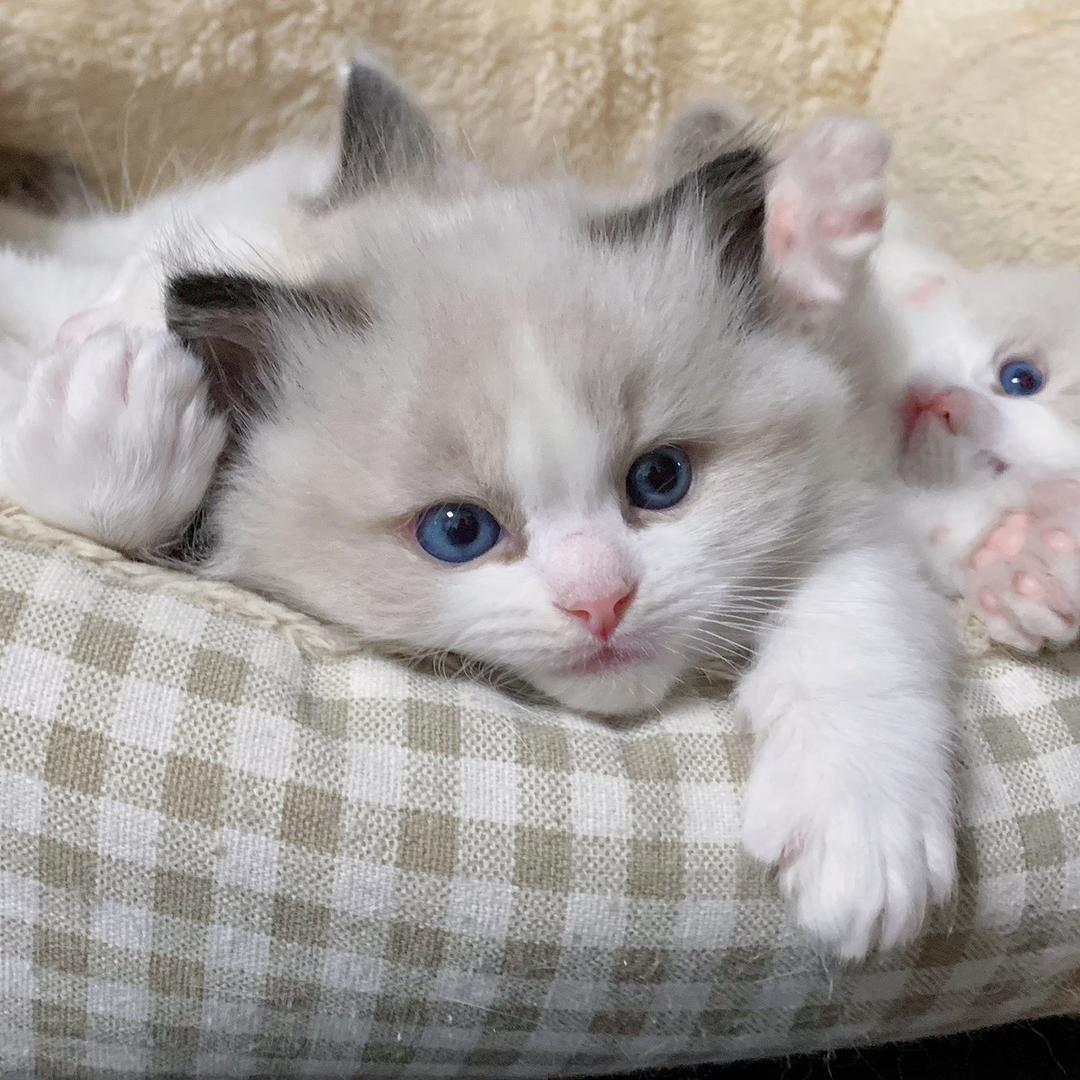 金豆闪闪发光🐾喵～