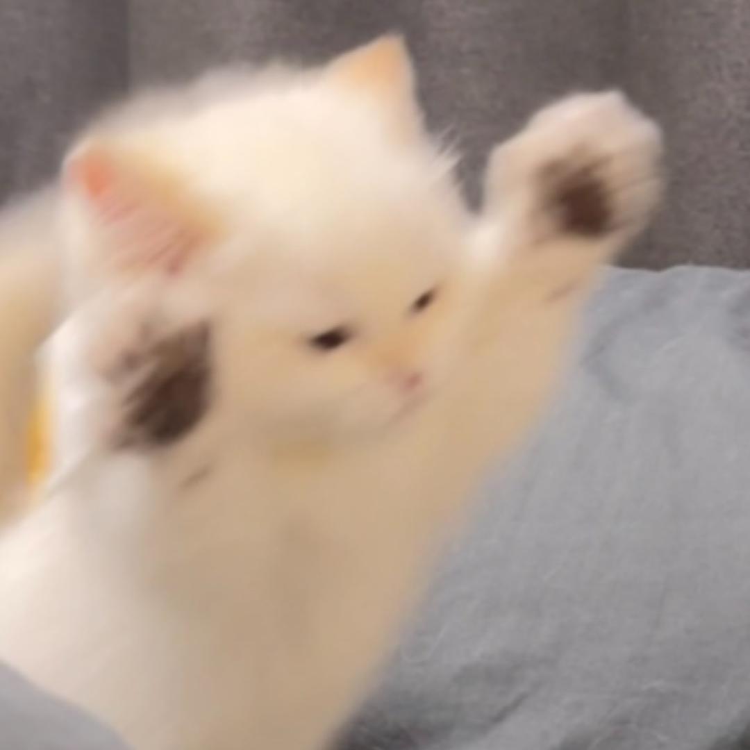 毛毛好多猫