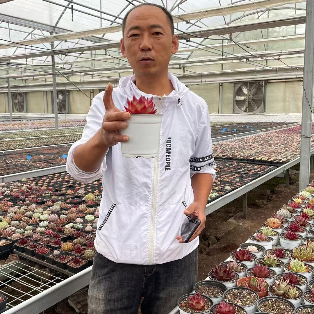 踢球打游戏卖多肉