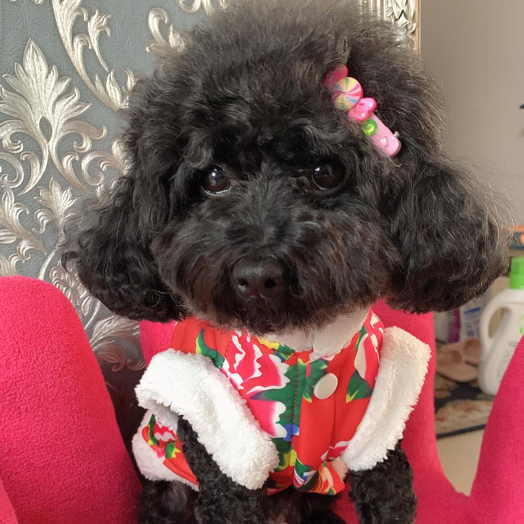 妞妞陶陶是个小泰迪