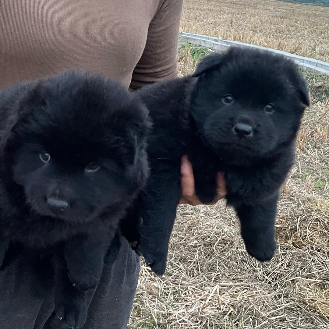 广西田园犬cyy803