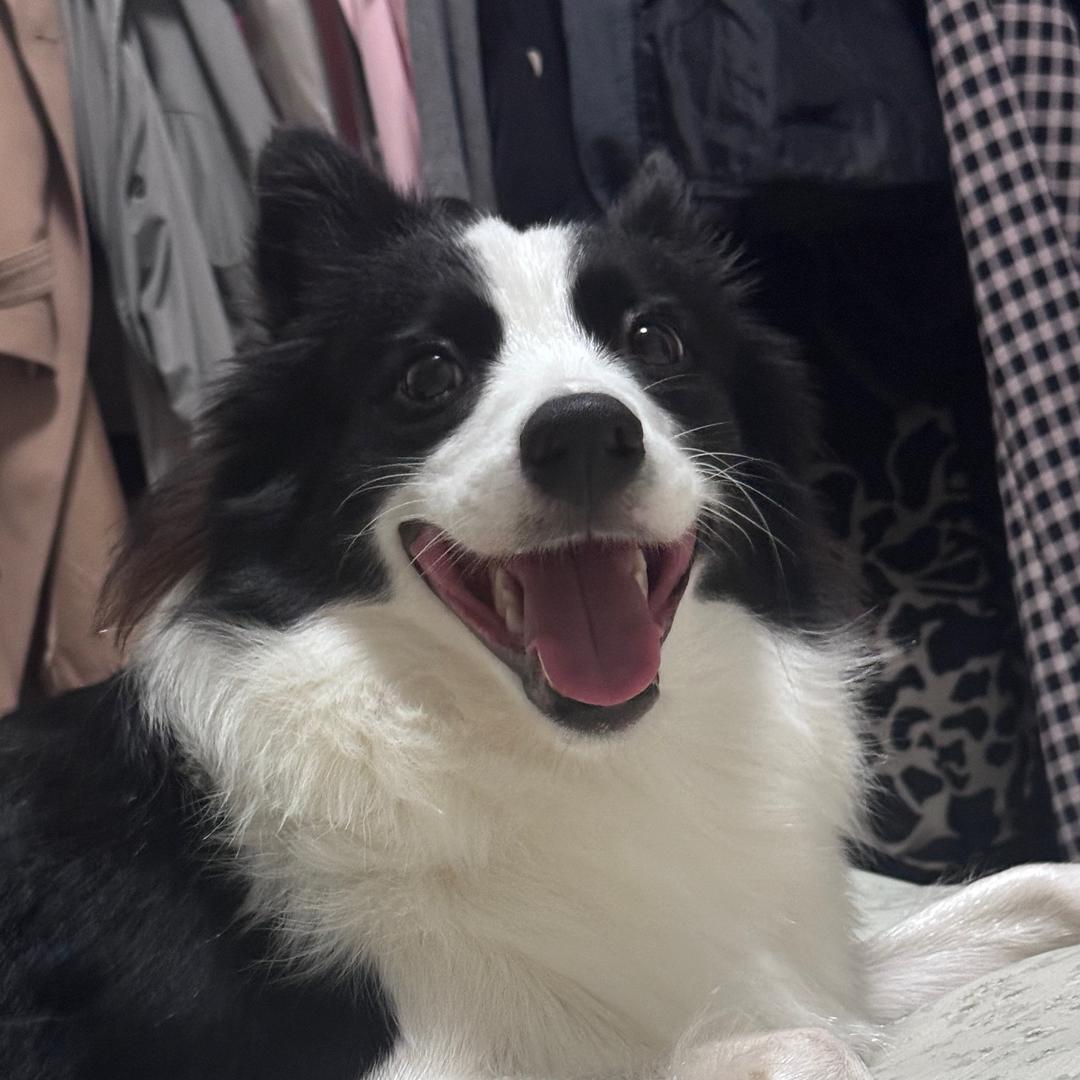 七月是只小边牧