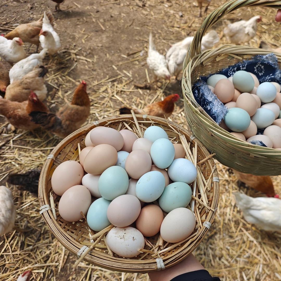 农村孩子小张同学家的土鸡蛋